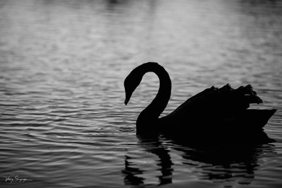 El cisne negro