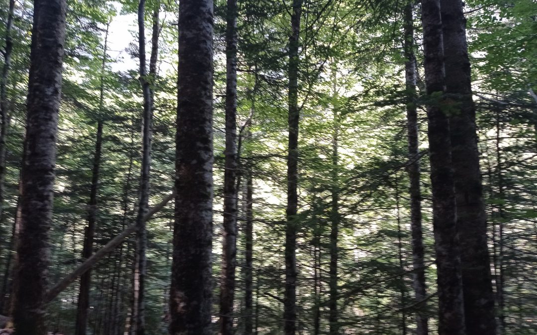 El bosque natural y la relación entre lo vivo
