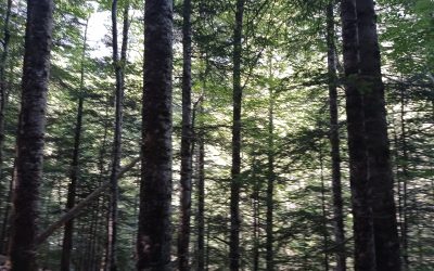 El bosque natural y la relación entre lo vivo